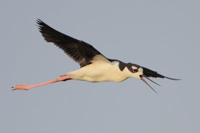 Black-necked Stilt