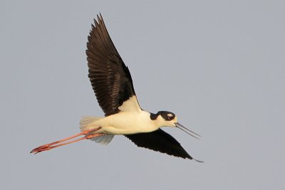 Black-necked Stilt