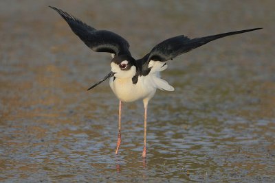 Black-necked Stilt