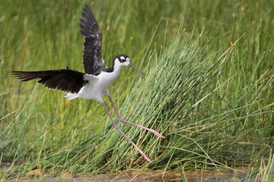Black-necked Stilt