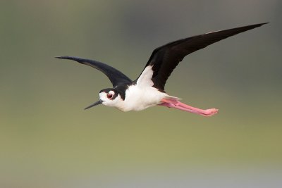 Black-necked Stilt
