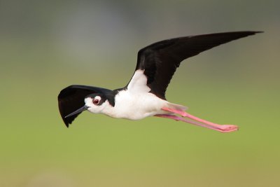 Black-necked Stilt