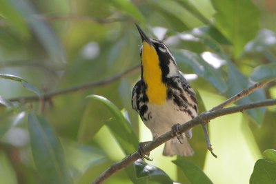 Yellow-throated Warbler