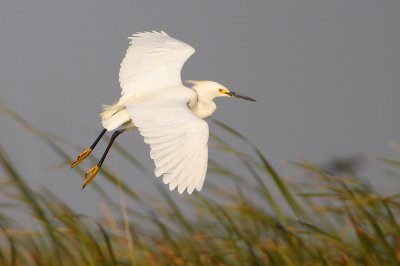 Snowy Egret