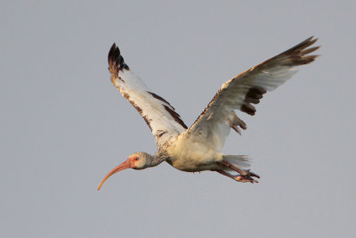 White Ibis