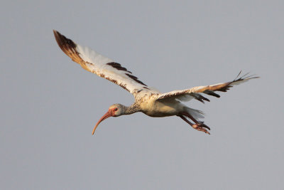 White Ibis