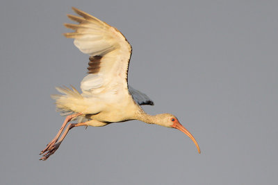 White Ibis