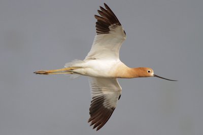 American Avocet