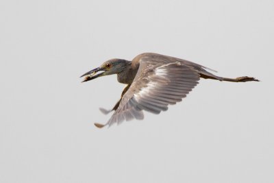 Yellow-crowned Night-Heron