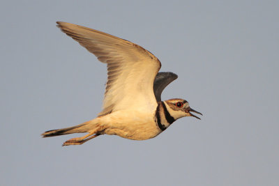 Killdeer