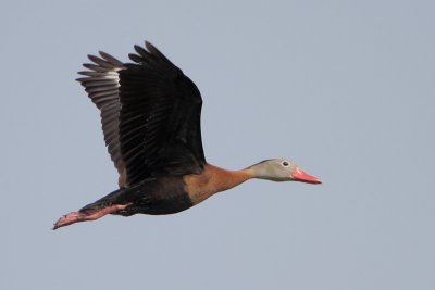 Black-bellied Whistling-Duck