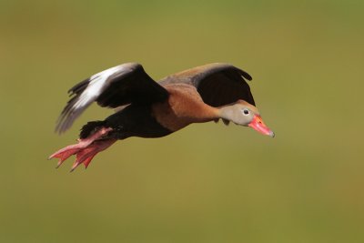 Black-bellied Whistling-Duck