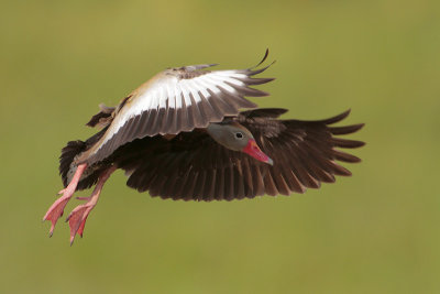 Black-bellied Whistling-Duck