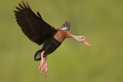 Black-bellied Whistling-Duck