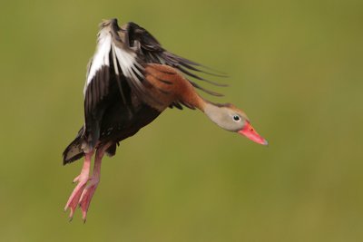 Black-bellied Whistling-Duck