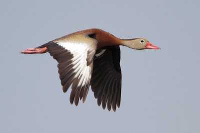 Black-bellied Whistling-Duck