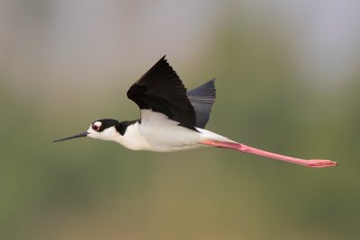 Black-necked Stilt