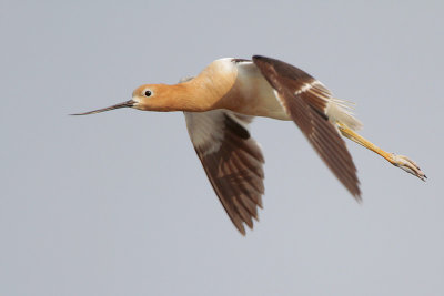 American Avocet