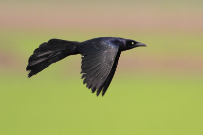 Great-tailed Grackle