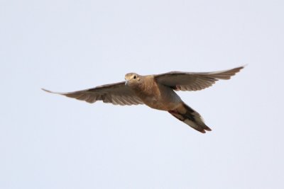 Mourning Dove