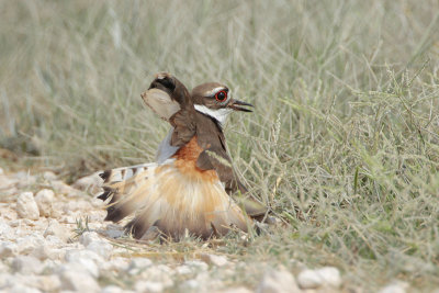 Killdeer broken wing display