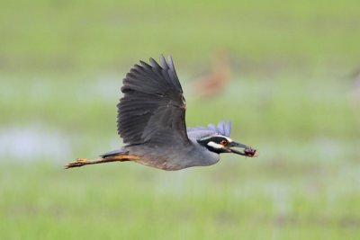 Yellow-crowned Night-Heron