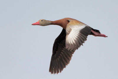 Black-bellied Whistling-Duck