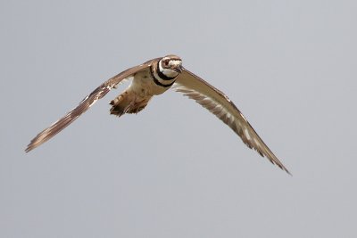 Killdeer