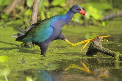 Purple Gallinule