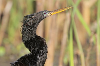 Anhinga