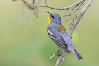 Northern Parula