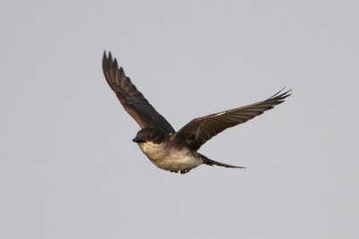 Eastern Kingbird