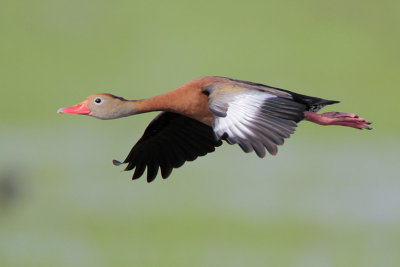 Black-bellied Whistling-Duck