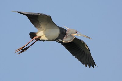 Tricolored Heron