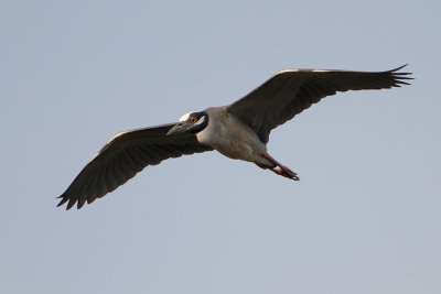 Yellow-crowned Night-Heron