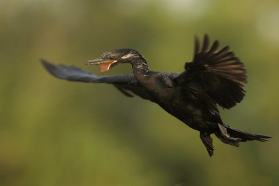 Neotropic Cormorant