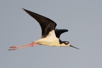 Black-necked Stilt