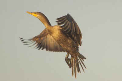 Neotropic Cormorant