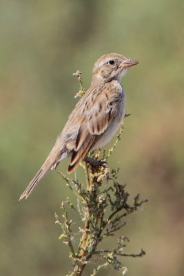 Savannah Sparrow (Large Billed)