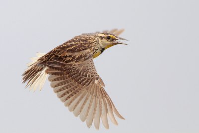 Eastern Meadowlark