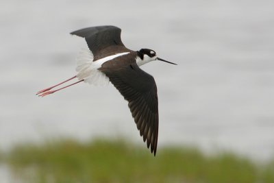 Black-necked Stilt