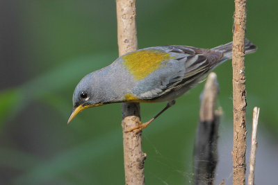 Northern Parula