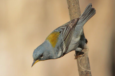 Northern Parula