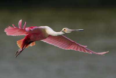 Roseate Spoonbill