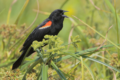 Red-winged Blackbird