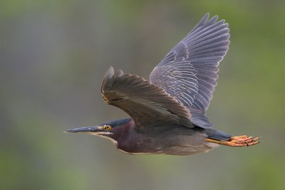 Green Heron