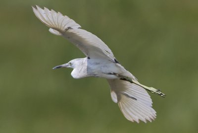 Little Blue Heron