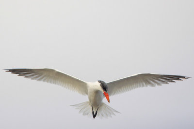 Caspian Tern