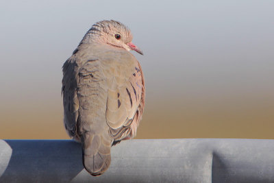 Common Ground-Dove