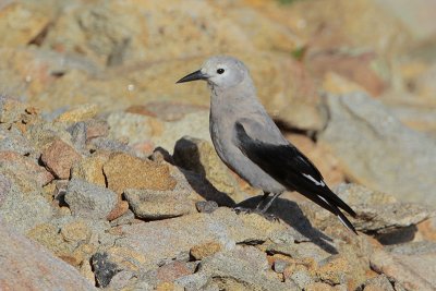 Clark's Nutcracker